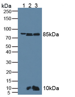 抗连环蛋白β1(β-catenin)多克隆抗体