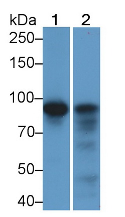抗连环蛋白β1(β-catenin)单克隆抗体