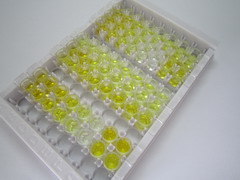 免疫球蛋白G1(IgG1)检测试剂盒(酶联免疫吸附试验法)