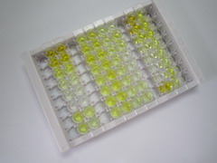 成纖維細(xì)胞生長因子5(FGF5)檢測試劑盒(酶聯(lián)免疫吸附試驗(yàn)法)