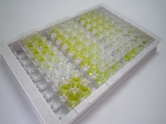 尾加压素2(UST2)检测试剂盒(酶联免疫吸附试验法)