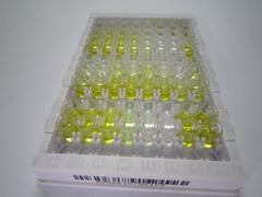 C-肽(CP)检测试剂盒(酶联免疫吸附试验法)