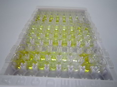 前列腺素E2(PGE2)检测试剂盒(酶联免疫吸附试验法)