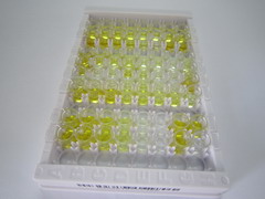 前列腺素H2(PGH2)检测试剂盒(酶联免疫吸附试验法)