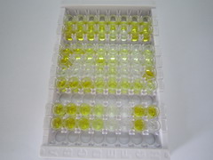 8-羟基脱氧鸟苷(8-OHdG)检测试剂盒(酶联免疫吸附试验法)