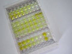 激肽释放酶8(KLK8)检测试剂盒(酶联免疫吸附试验法)