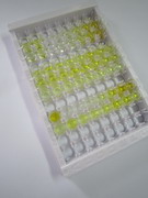 激肽释放酶6(KLK6)检测试剂盒(酶联免疫吸附试验法)