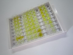 胆囊收缩素(CCK)检测试剂盒(酶联免疫吸附试验法)