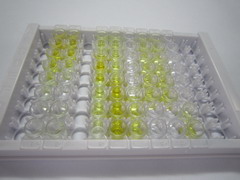 α-骨胶原交联(aCTx)检测试剂盒(酶联免疫吸附试验法)