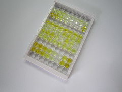 α-骨胶原交联(aCTx)检测试剂盒(酶联免疫吸附试验法)