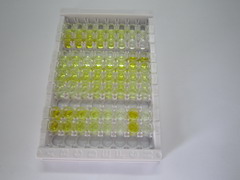 α-骨胶原交联(aCTx)检测试剂盒(酶联免疫吸附试验法)