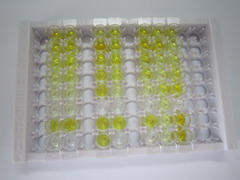 激肽释放酶1(KLK1)检测试剂盒(酶联免疫吸附试验法)