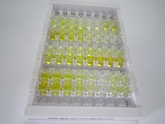 12-羟基二十烷四烯酸(12-HETE)检测试剂盒(酶联免疫吸附试验法)