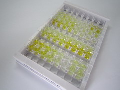5-羟基吲哚乙酸(5-HIAA)检测试剂盒(酶联免疫吸附试验法)