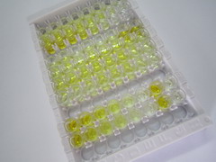 神经激肽B(NKB)检测试剂盒(酶联免疫吸附试验法)