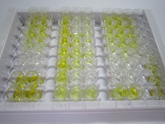 松弛肽(RLN)检测试剂盒(酶联免疫吸附试验法)