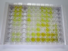 激素脱落酸(ABA)检测试剂盒(酶联免疫吸附试验法)