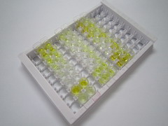 成纤维细胞生长因子13(FGF13)检测试剂盒(酶联免疫吸附试验法)