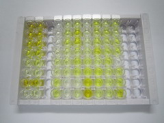胰高血糖素样肽2(GLP2)检测试剂盒(酶联免疫吸附试验法)