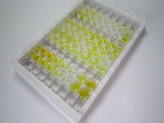 爱帕琳肽(APLN)检测试剂盒(酶联免疫吸附试验法)