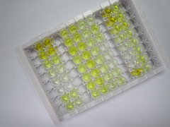 金属硫蛋白1M(MT1M)检测试剂盒(酶联免疫吸附试验法)
