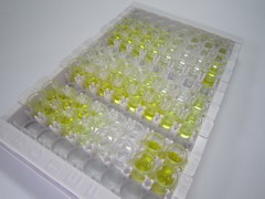 内皮素转化酶2(ECE2)检测试剂盒(酶联免疫吸附试验法)