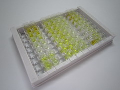 內(nèi)皮素2(EDN2)檢測試劑盒(酶聯(lián)免疫吸附試驗法)