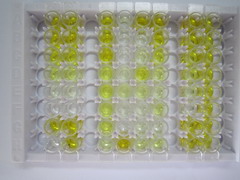 成纤维细胞生长因子15(FGF15)检测试剂盒(酶联免疫吸附试验法)
