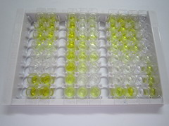 免疫球蛋白G2α(IgG2a)檢測試劑盒(酶聯(lián)免疫吸附試驗(yàn)法)