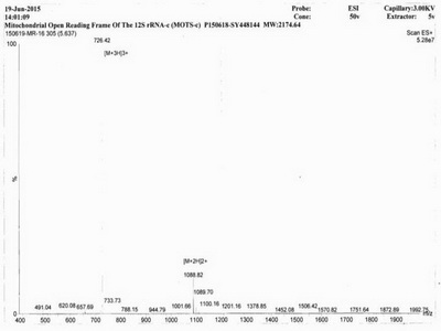 线粒体开放阅读框12S rRNA-C(MOTS-c)卵白蛋白偶联物