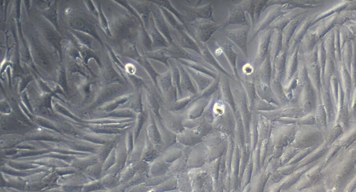 山羊肾上腺皮质细胞(ADCC)原代细胞