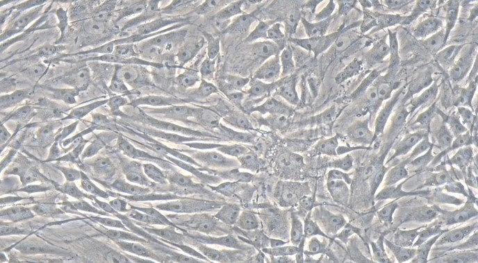 大鼠肾上腺皮质细胞(ADCC)原代细胞