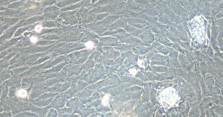 兔肾上腺皮质细胞(ADCC)原代细胞