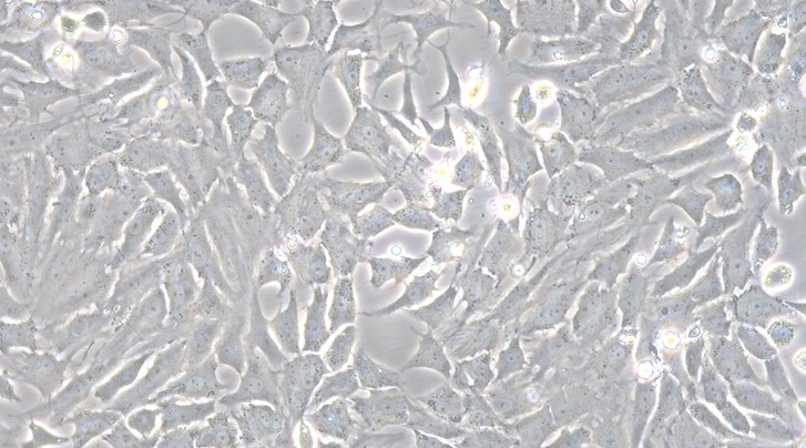 猫关节软骨细胞(AC)原代细胞