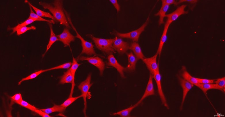猫心脏微血管内皮细胞(CMEC)原代细胞