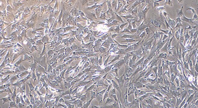 山羊心肌细胞(MC)原代细胞