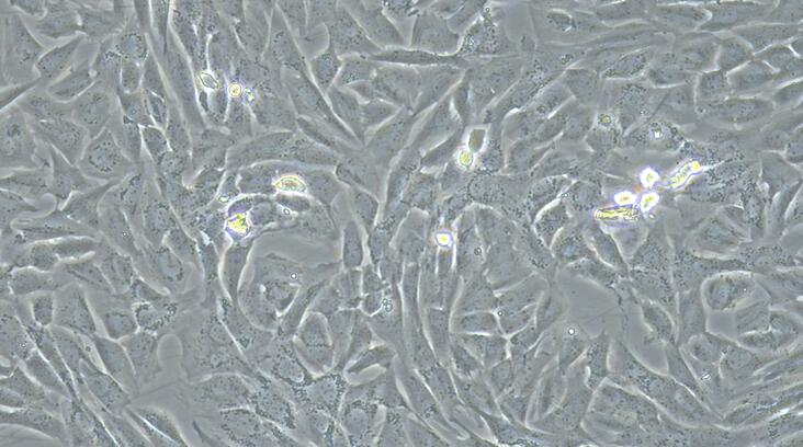 犬纤维环细胞(AFC)原代细胞
