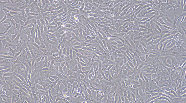 山羊纤维环细胞(AFC)原代细胞
