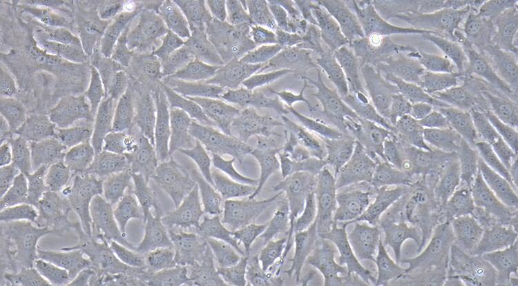 山羊纤维环细胞(AFC)原代细胞