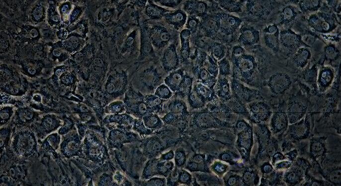 小鼠纤维环细胞(AFC)原代细胞