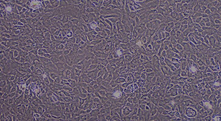 大鼠纤维环细胞(AFC)原代细胞