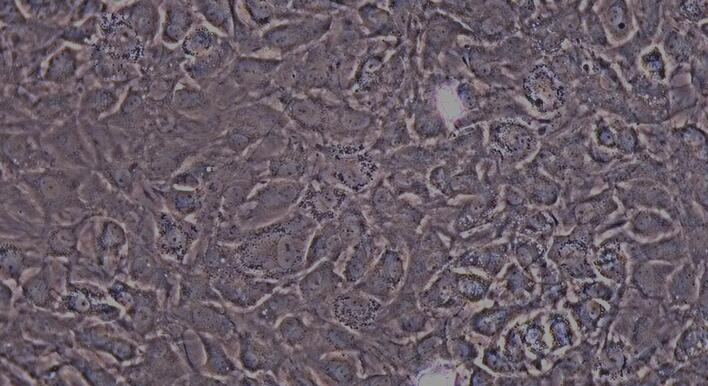 大鼠纤维环细胞(AFC)原代细胞