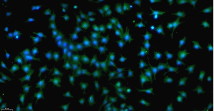 大鼠纤维环细胞(AFC)原代细胞