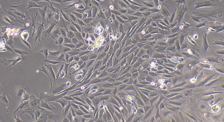 兔纤维环细胞(AFC)原代细胞