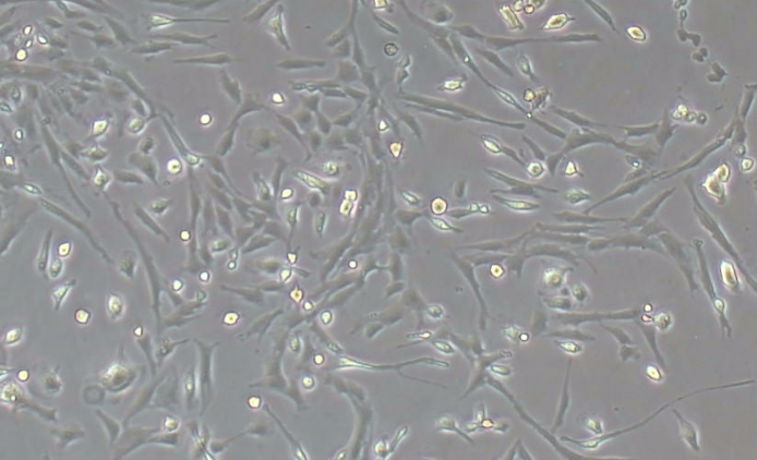 大鼠脑星形胶质细胞(ba)原代细胞