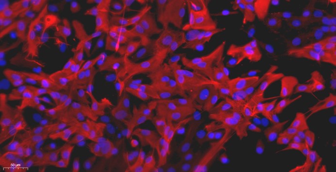 大鼠脑星形胶质细胞(BA)原代细胞