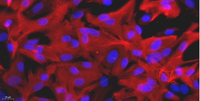 大鼠脑星形胶质细胞(BA)原代细胞