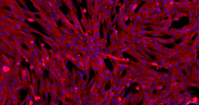 犬脑微血管内皮细胞(BMEC)原代细胞