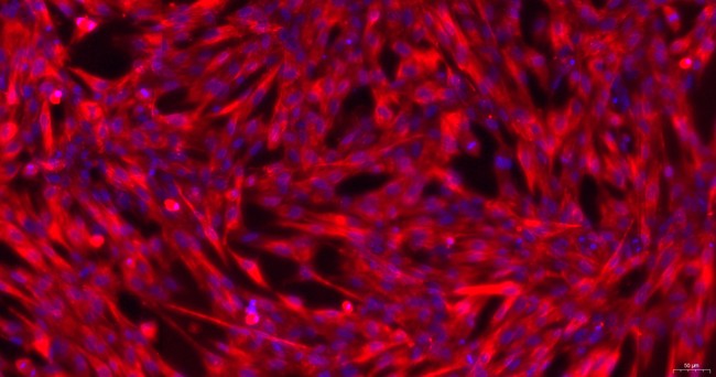 犬脑微血管内皮细胞(BMEC)原代细胞