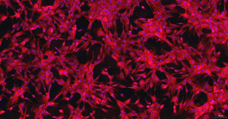 犬脐带间充质干细胞(UMSC)原代细胞